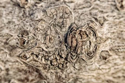 Porous hilly texture of bark of a tree light texture Stock Photos