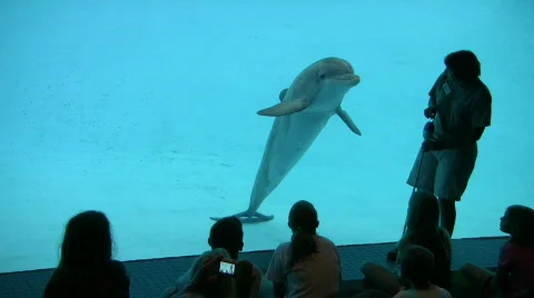 Porpoise trainer and kids at aquarium HD Stock Footage