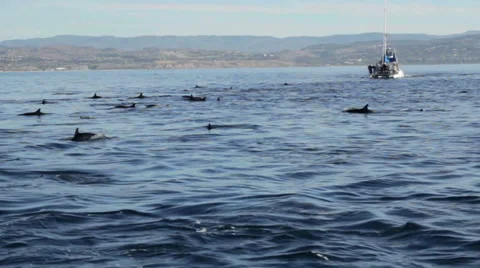 Porpoising 動画素材 34689526