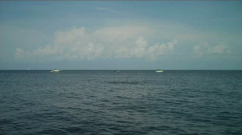 Porpose1 Video stock 733930