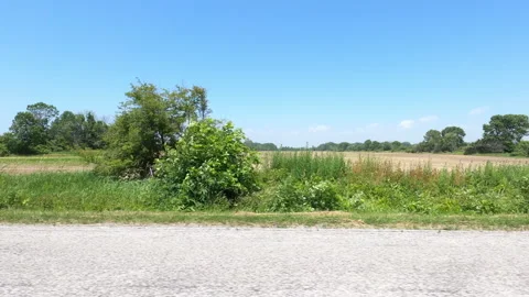 Port Dover, Can May 23 2026 POV side view driving plate farms and trees country Stock Footage 338299148