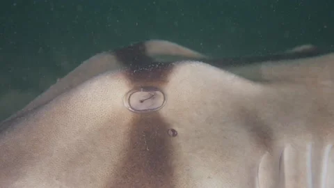 Port Jackson Shark eye close up Heterodontus portusjacksoni Stock Footage 229825664