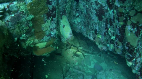 Port Jackson Shark Stock Footage 28401062