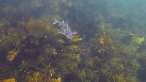 Port Jackson shark Stock Footage 143948206