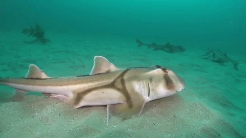 Port Jackson Sharks Stock Footage