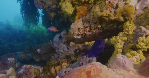 Port Phillip Reef, Blue Devil Swims, End Screen Stock Footage 331753718
