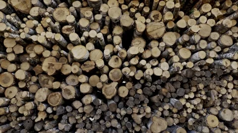 Port Timber Log Pile Close Up in Baltic States as Camera Moves Toward Wood Stack Stock Footage 342781100