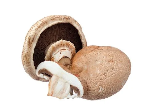 Portabella mushrooms. Stock Photos