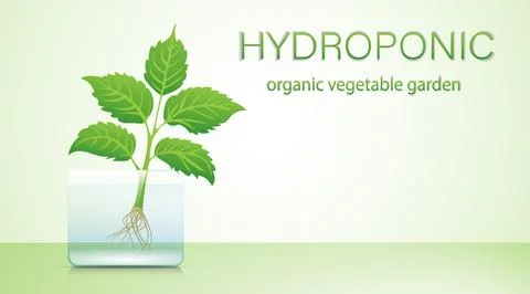Portable hydroponic aeroponic system for eco-friendly growing of green lettuce Stock Illustration
