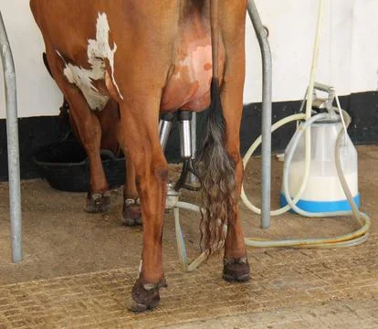Portable Milking Machine. Stock Photos