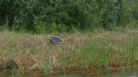 Portable Solar Panel Standing in Tall Marsh Grass Beside Forest 库存影片 341988989