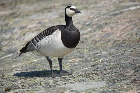 Portait of a barnacle goose standing on rock. Stock Photos