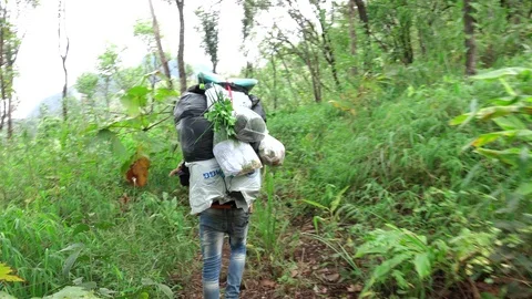Porter man in forest Stock Footage 92004732