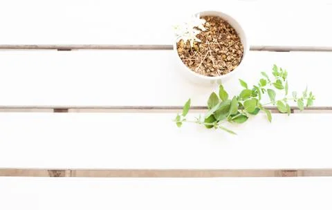 Portion of dried Camomile Stock Photos