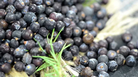 Portion of juniper berries (not loopable) Stock Footage 40704514