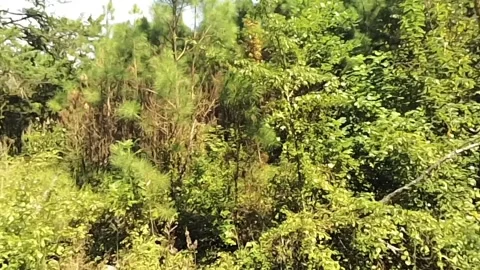 A portion of the lush Alabama forest seen near ground level Stock Footage 340524940