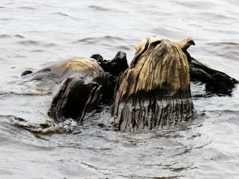Portion of an old tree emerging from the water Stock Photos