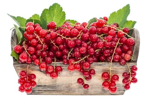 Portion of red currants (isolated) Stock Photos