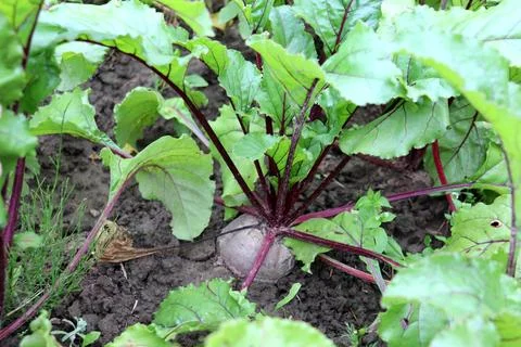 A portion of a ripening beetroot with its tops above the ground in a vegeta.. Stock Photos