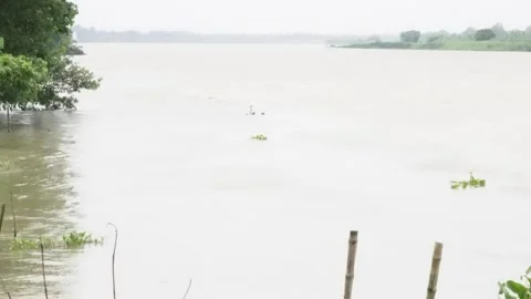 A portion of a river with presence of aquatic vegetation along the edges Stock Footage 314520634