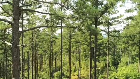 A portion of the vast Alabama forest seen from overhead Stock Footage 340524935