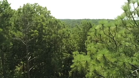 A portion of the vast Alabama forest seen from near treetop level Stock Footage 340524937