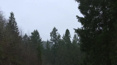 Portland Forest Pan Stock Footage 65429561