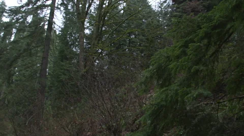 Portland Forest Pan Stock Footage 65429593