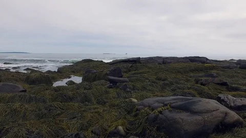 Portland Tracking Seaweed Stock Footage 79405396