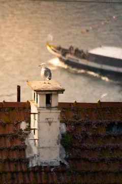 Porto traditional scenes Stock Photos