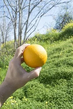 Portokali Stock Photos