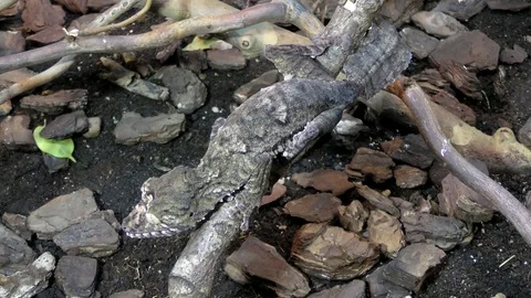 Portpait of Henkel's Leaf-tailed Gecko, Uroplatus giganteus sitting on a branch Stock Footage