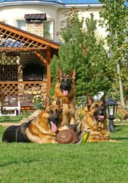 Portrait of 3 german shepherds posing on the grass Foto stock