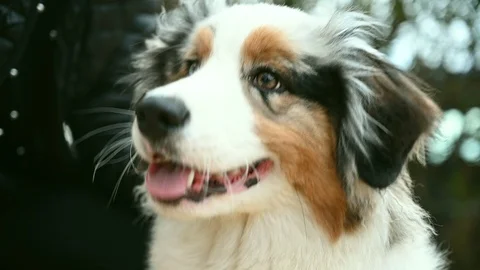 Portrait of 6 months old australian shepperd dog 動画素材 106029460