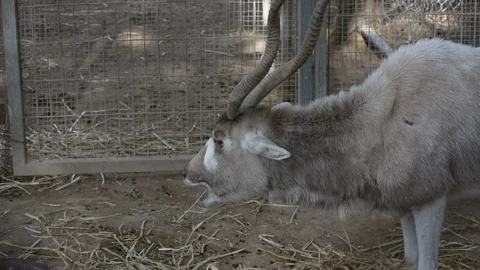 Portrait for the addax, also known as the white antelope and the screwhorn antel Видео 101083555