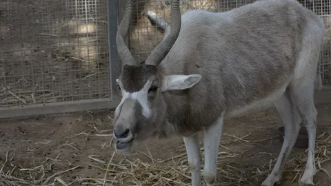 Portrait for the addax, also known as the white antelope and the screwhorn antel Vidéo 101083643