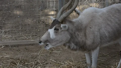 Portrait for the addax, also known as the white antelope and the screwhorn antel Stock Footage 101083726
