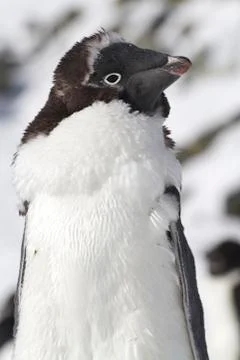 Portrait of adele penguin who is able to molt Stock Photos