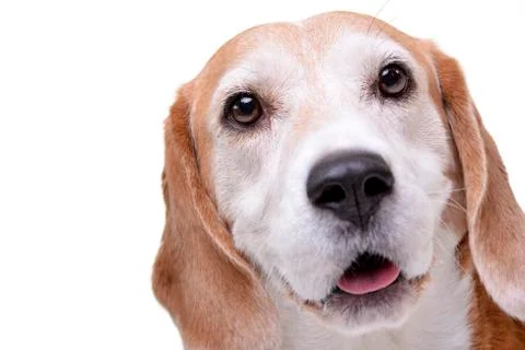 Portrait of an adorable beagle Stock Photos