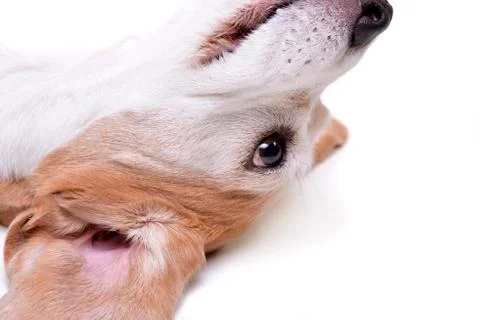 Portrait of an adorable beagle Stock Photos