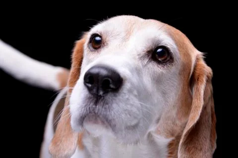 Portrait of an adorable beagle Stock Photos