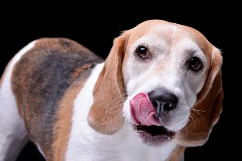 Portrait of an adorable beagle Stock Photos