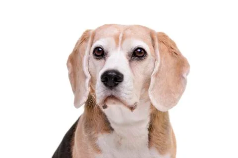 Portrait of an adorable beagle Stock Photos