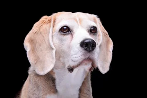 Portrait of an adorable beagle Stock Photos