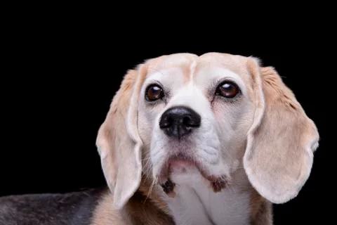 Portrait of an adorable beagle Stock Photos