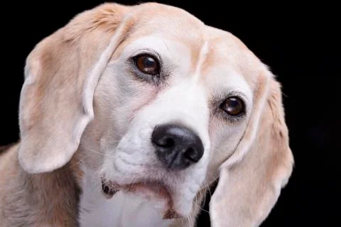 Portrait of an adorable beagle Stock Photos