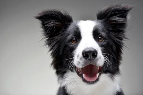 Portrait of an adorable Border Collie Stock Photos
