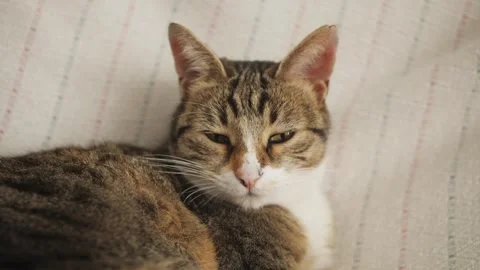 Portrait of adorable cat lying on couch, close up view. Charming pet. Lovely Stock Footage 253872953