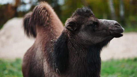 Portrait Of Adorable Chewing Camel Stock Footage 338354466