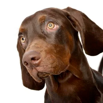 Portrait of an adorable German pointer Stock Photos